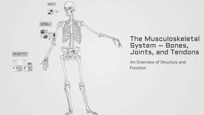 The Musculoskeletal System – Bones, Joints, and Tendons by ABOODTT ...