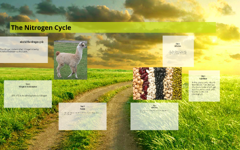 The Nitrogen Cycle by Jaclyn Varnes on Prezi