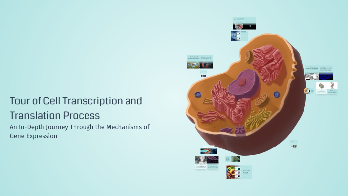 Translocation Process Companion Cell Tour of Cell Transcription and Translation Process by Justin Leon on Prezi