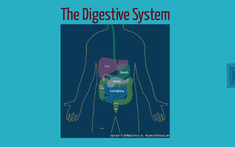 The Digestive System by Yasemin Can on Prezi