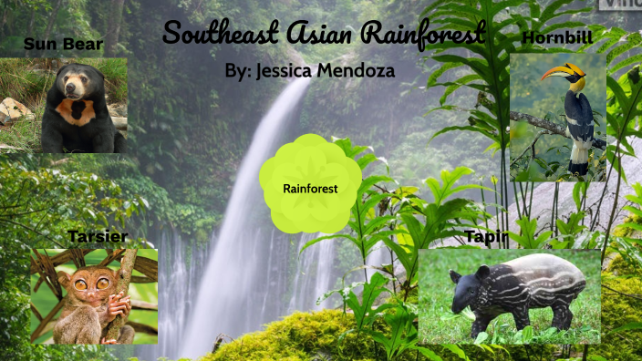 the-southeast-asian-rainforest-by-jessica-mendoza