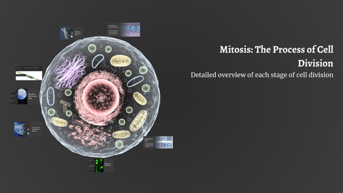 Mitosis: The Process of Cell Division by Eric Howard on Prezi