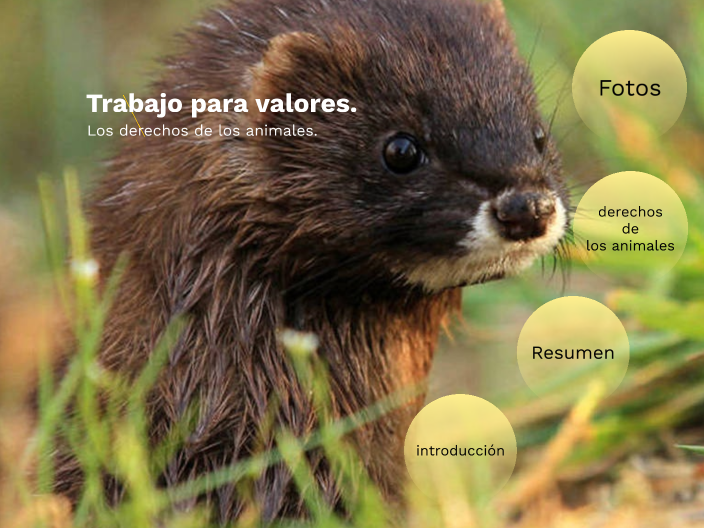 derechos de los animales by Samuel Morales on Prezi