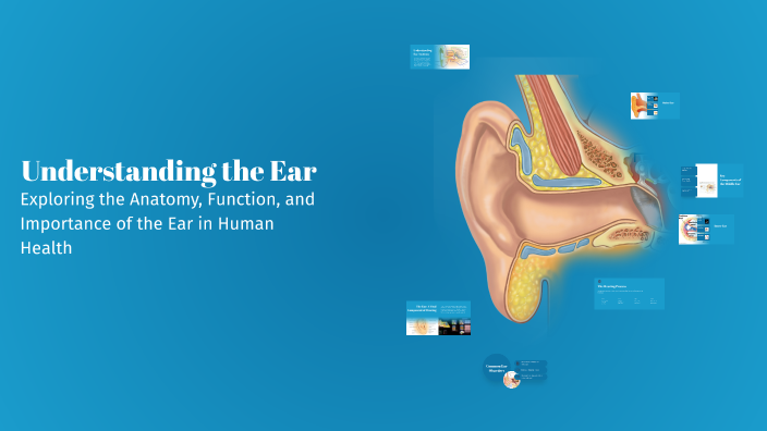 Understanding the Ear by Nawaf alharbi 7 on Prezi