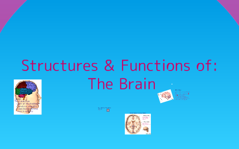 Structures & Functions of: The Brain by Megan Neher on Prezi