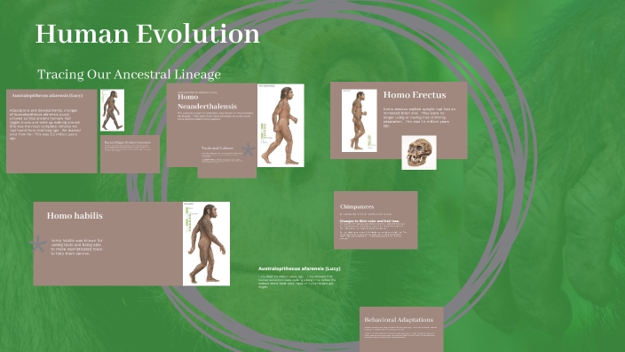 Human Evolution Cladogram by lucas hann on Prezi