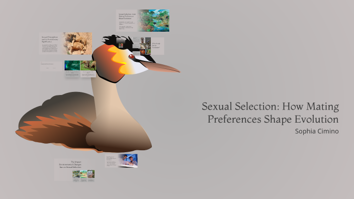 Sexual Selection How Mating Preferences Shape Evolution By Sophia sexual-selection-how-mating-preferences-shape-evolution-by-sophia