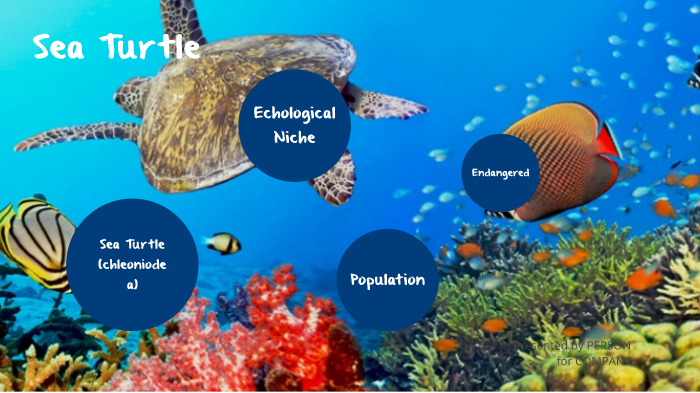 Sea Turtle by Nancy Bonilla on Prezi