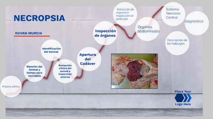 PASO A PASO DE UNA NECROPSIA By Duvan Murcia Ramirez On Prezi