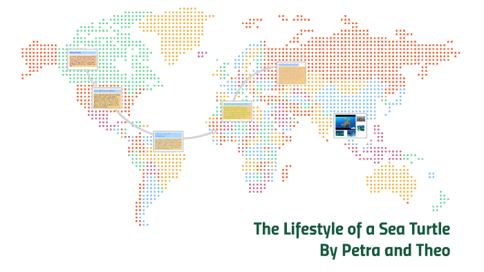 the lifestyle of a sea turtle by petra theo on Prezi