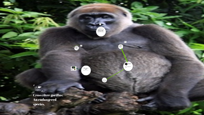 Cross river gorillas: An endangered species. by Jordan Popcevski on Prezi
