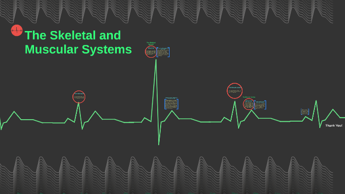 The Skeletal System by Amanda Juhlin on Prezi