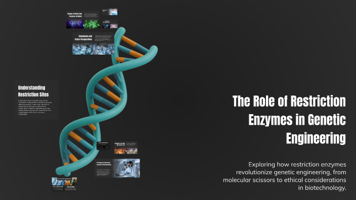 The Role of Restriction Enzymes in Genetic Engineering by Oj man on Prezi