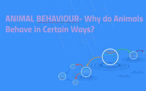 Animal Behaviour- Why do Animals Behave in Certain Ways? by Victoria Li on  Prezi Next