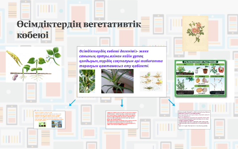 Вегетативті көбею презентация