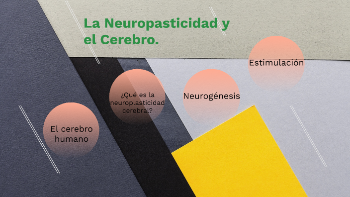 La Neuroplasticidad Y El Cerebro By Marifer Barrientos On Prezi