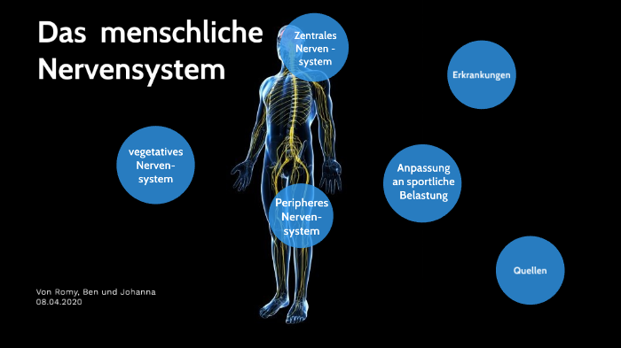 Nervensystem by Romy Bartels on Prezi