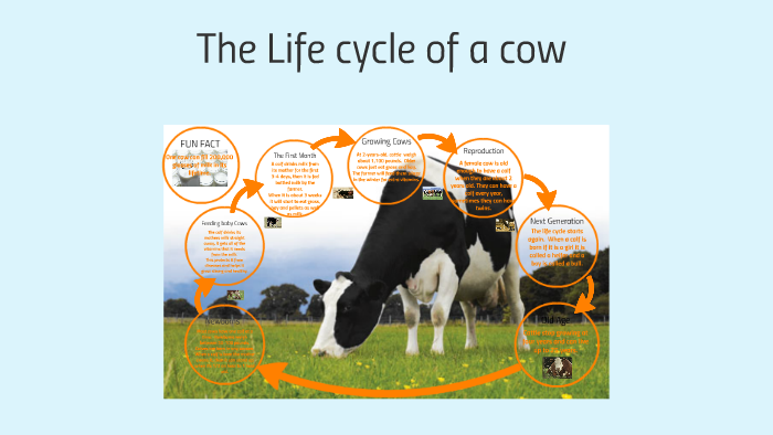 Life Cycle of a Cow. by Betsy Brecht on Prezi