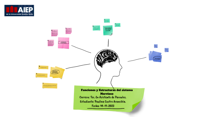 Estructuras y Funciones del Sistema Nervioso, Estructuras del Cerebro ...