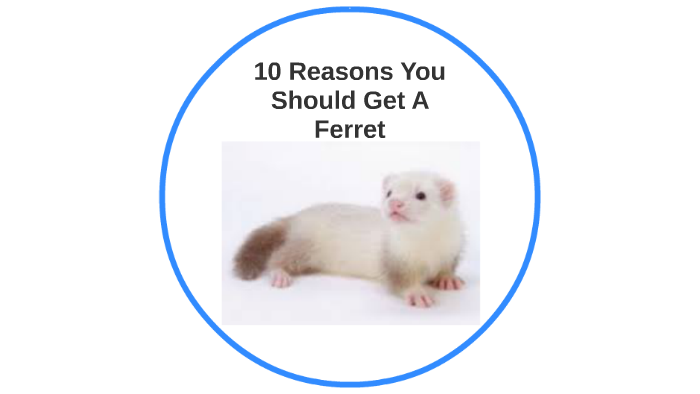 10 Reasons Why You Should Get A Ferret by Chad Tippetts