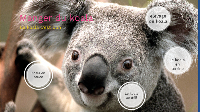 Le Koala By Joris Cavezza On Prezi Next - 