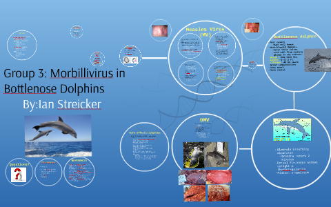 Measleslike Virus Likely Culprit in U.S. Dolphin Die-Off, Science