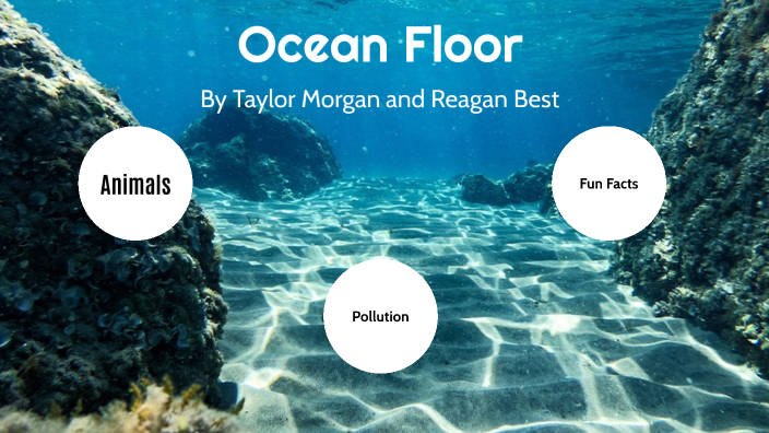 Ocean Floor by Taylor Morgan on Prezi