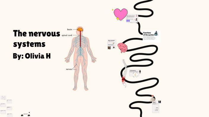 The nervous systems by Olivia Hachey on Prezi