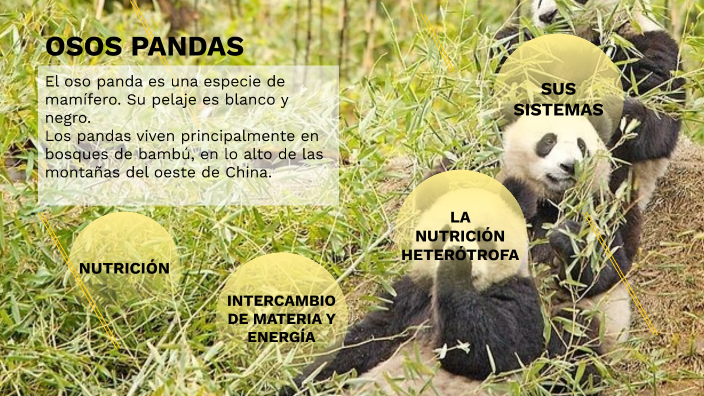 OSOS PANDAS By Joaquin Otero On Prezi