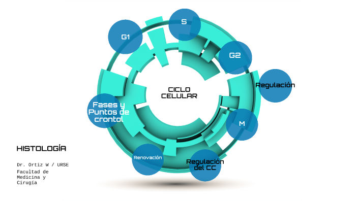 CICLO CELULAR by Wuiliams Ortiz Ojeda on Prezi