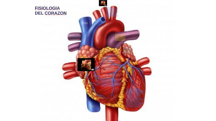 vena cava superior corazón de oveja