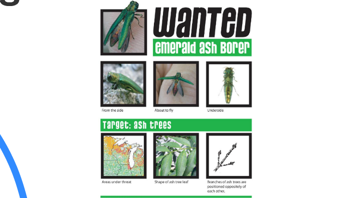 Emerald Ash Borer Invasive Species by Max Wang on Prezi