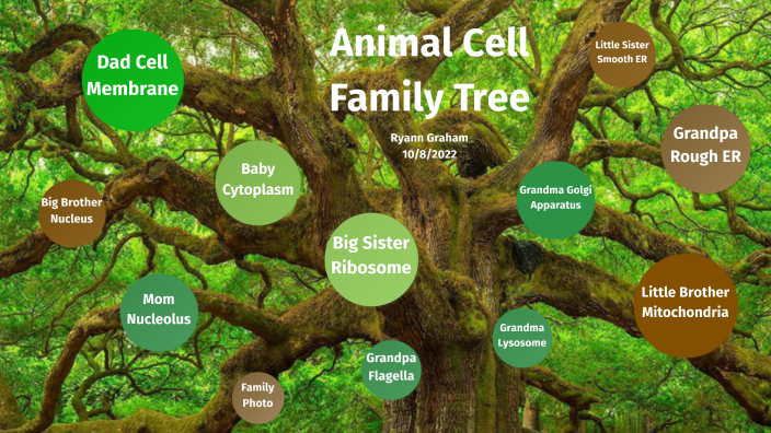 animal-cell-family-photo-album-by-ryann-graham