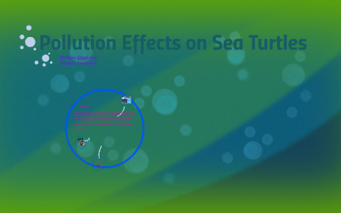 Pollution Effects on Sea Turtles by Dana Shani on Prezi