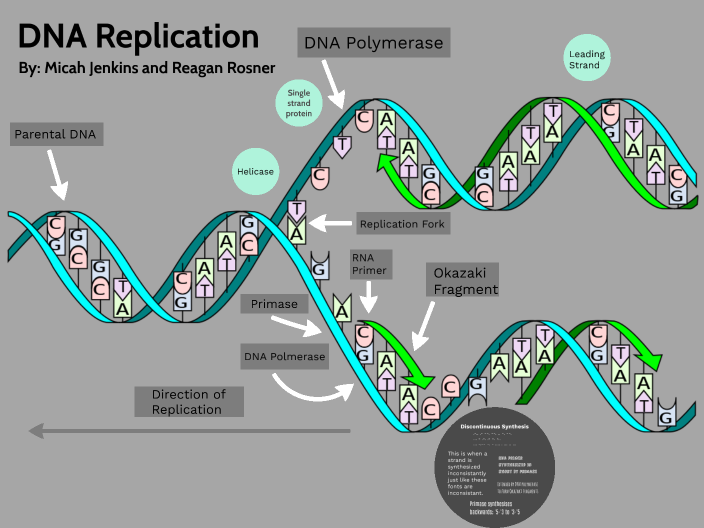 DNA Replication by Micah Jenkins on Prezi