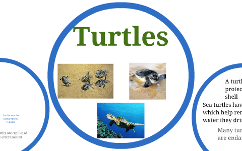 Turtles by on Prezi
