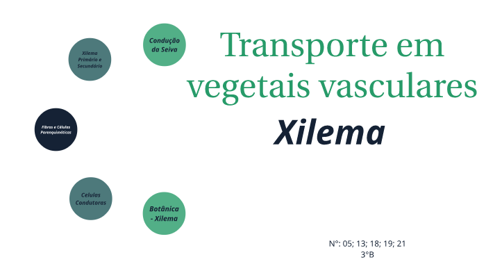 XILEMA by Roberta Biologia on Prezi