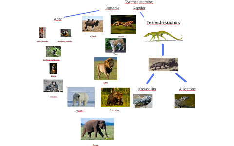 Dyrenes stamtræ by Morten Friis on Prezi