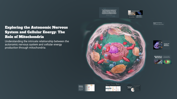 Exploring the Autonomic Nervous System and Cellular Energy: The Role of ...