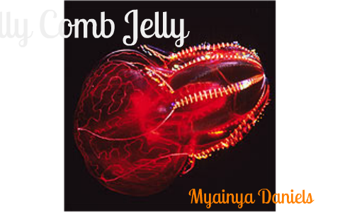 Bloody Belly Comb Jelly By Myainya Daniels