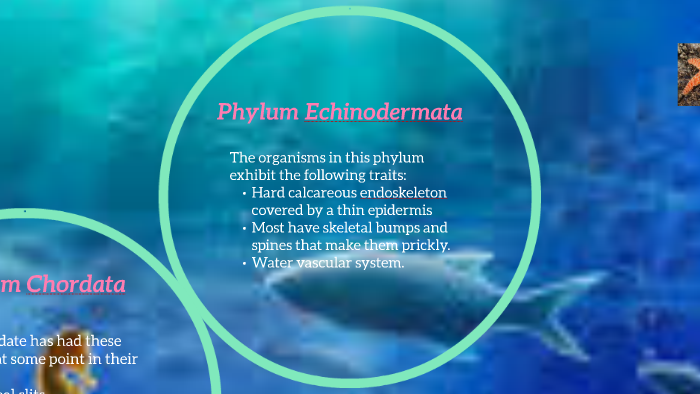 Phylum Echinodermata by Marissa Calvanico on Prezi