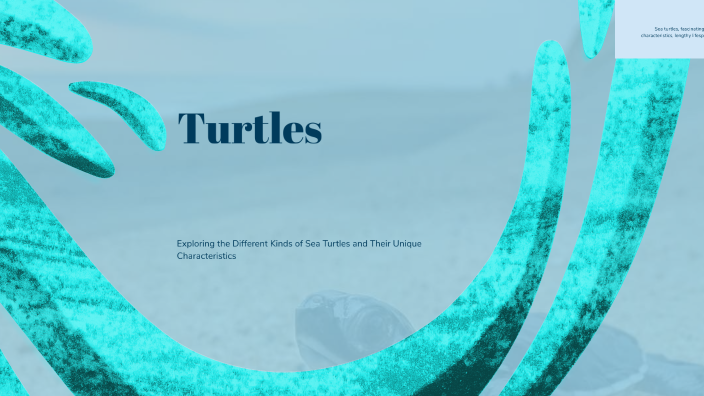 Turtles by gabi shortg on Prezi