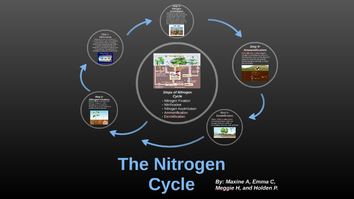The Basics of the Nitrogen Cycle by Holden Presti on Prezi
