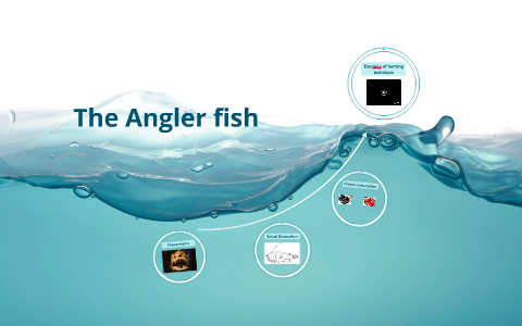 The Angler fish by Tom Caillere on Prezi