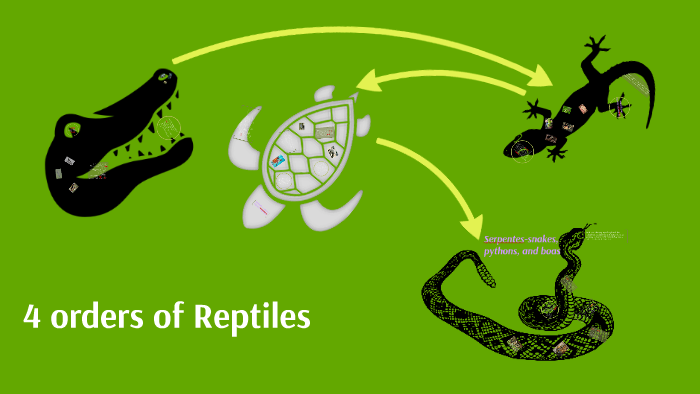 4 orders of reptiles by samantha salas on Prezi