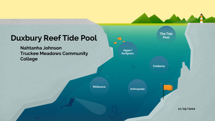 Duxbury Tide Pool by Nahtanha Johnson on Prezi