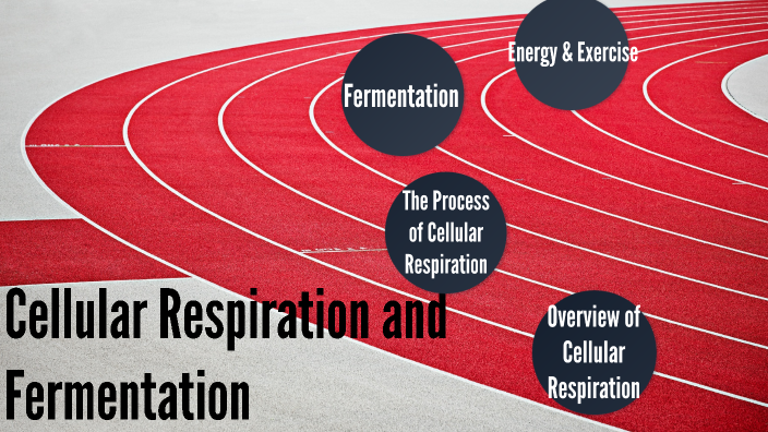 Cellular Respiration and Fermentation by Zachary Kress on Prezi