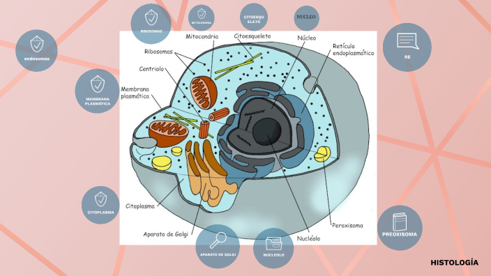 LA CÉLULA EUCARIOTA by ahlam Rodríguez on Prezi