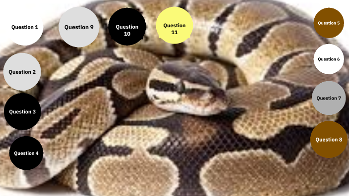 Ball Python Questions Trivia - Ball Pythons by Mairin Lawlor on Prezi