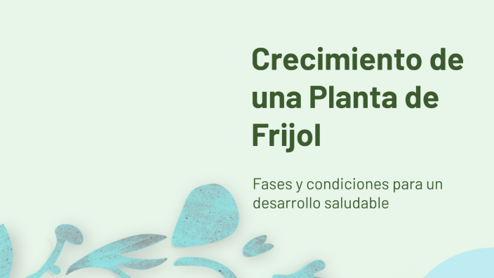 Crecimiento de una Planta de Frijol by Luis Miranda on Prezi